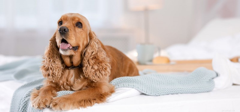 Can Spayed or Neutered Dogs Be Restored?