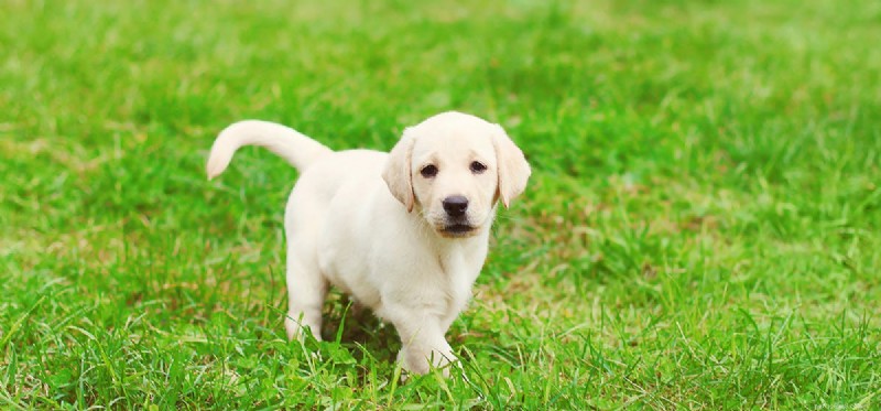 Can Spayed or Neutered Dogs Be Restored?