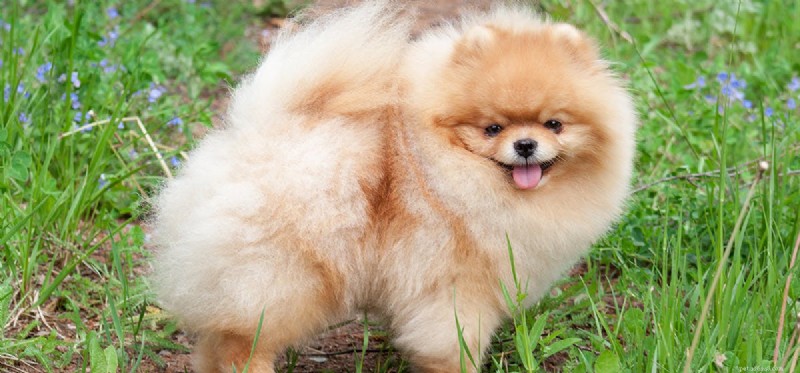 Do Dogs Breathe Through Their Mouths? Understanding Canine Respiratory Function