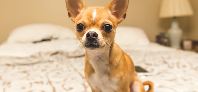 How Dogs Detect Pirated DVDs: The Scenting Power Behind Hollywood’s Anti-Counterfeiting