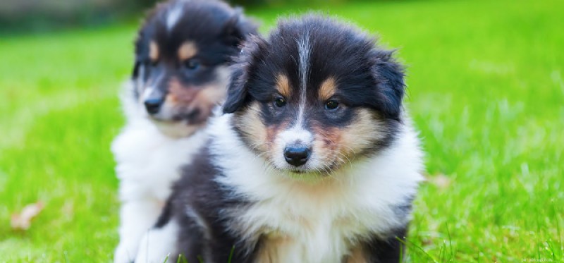 How Dogs Detect Pirated DVDs: The Scenting Power Behind Hollywood’s Anti-Counterfeiting