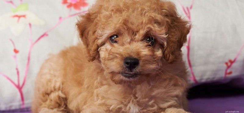 How Dogs Detect Pirated DVDs: The Scenting Power Behind Hollywood’s Anti-Counterfeiting