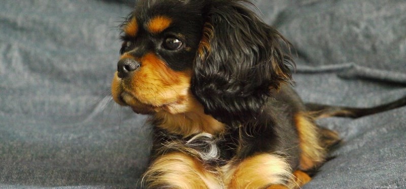 How Dogs Detect Pirated DVDs: The Scenting Power Behind Hollywood’s Anti-Counterfeiting