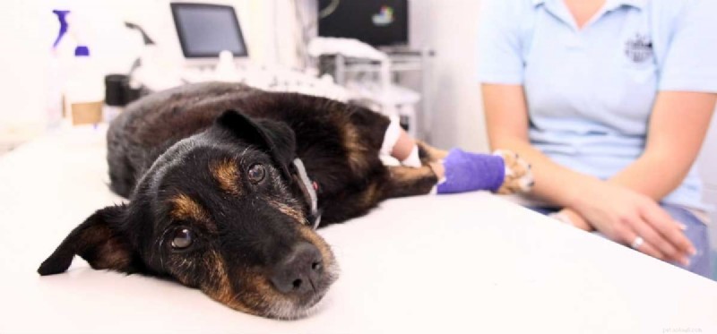 Can Worm Infections Be Fatal to Dogs?