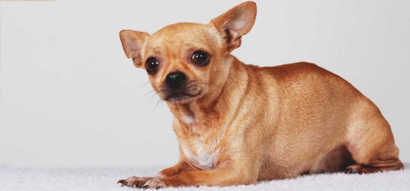 Can Worm Infections Be Fatal to Dogs?