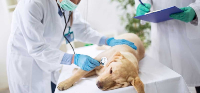 Can Worm Infections Be Fatal to Dogs?