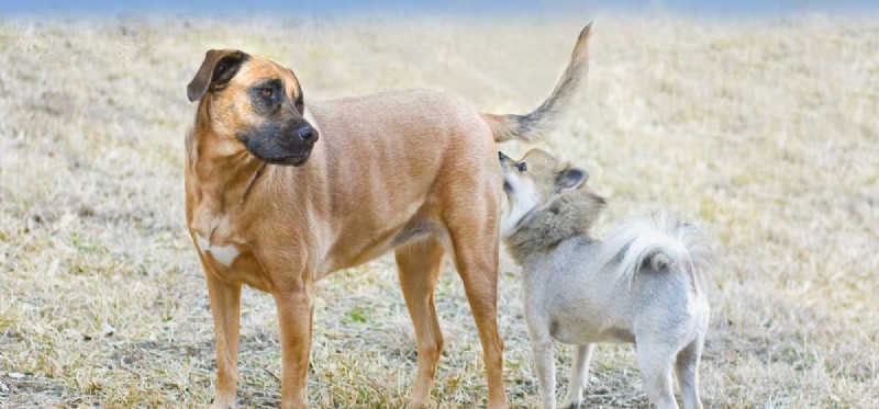 Can Worm Infections Be Fatal to Dogs?