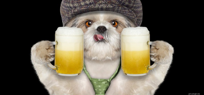 Can Dogs Safely Drink Beer? Vet Insights