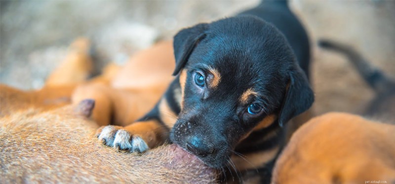 Is It Safe for Dogs to Consume Human Breast Milk?
