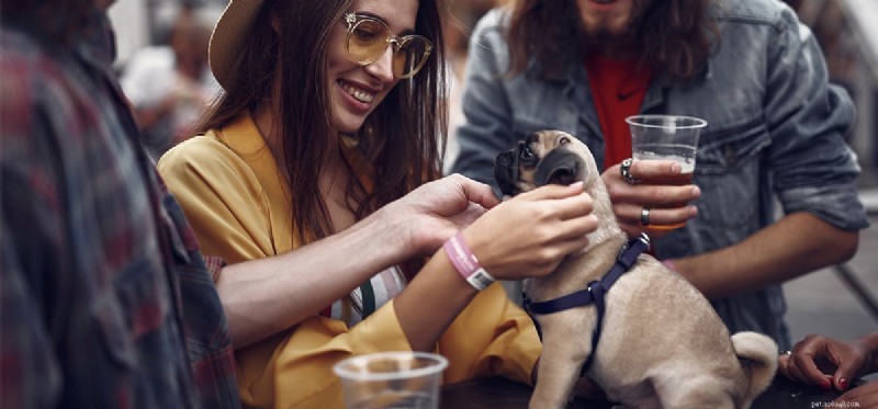 Can Dogs Safely Drink Beer? Vet Insights