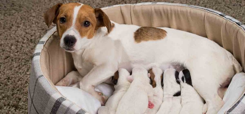 Is It Safe for Dogs to Consume Human Breast Milk?