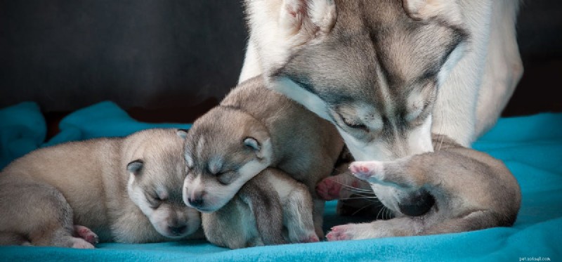 Is It Safe for Dogs to Consume Human Breast Milk?