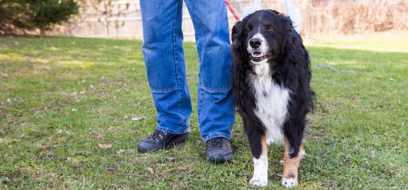 Do Dogs Truly Fake Injuries? Insights Into Their Clever Tactics