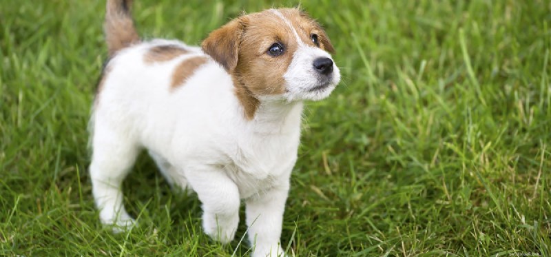 Do Dogs Truly Fake Injuries? Insights Into Their Clever Tactics
