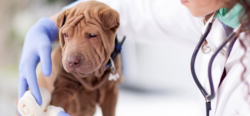 Do Dogs Truly Fake Injuries? Insights Into Their Clever Tactics