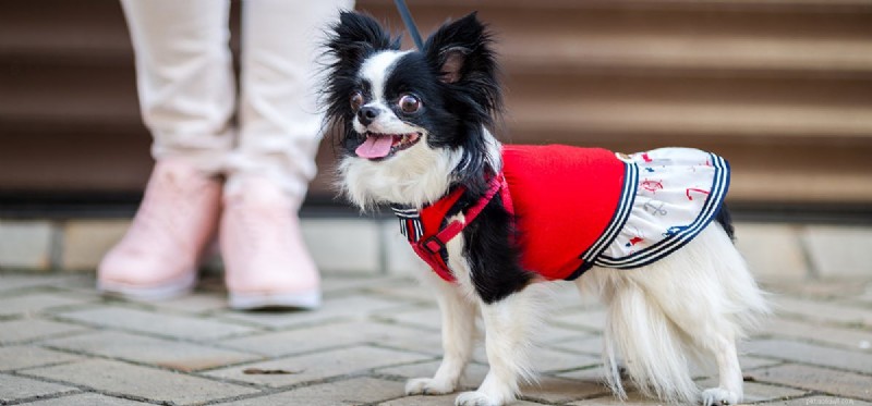 Do Dogs Truly Fake Injuries? Insights Into Their Clever Tactics