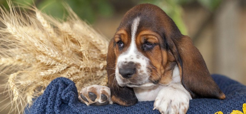 Can Dogs Pretend to Be Sad? Decoding Their True Emotions