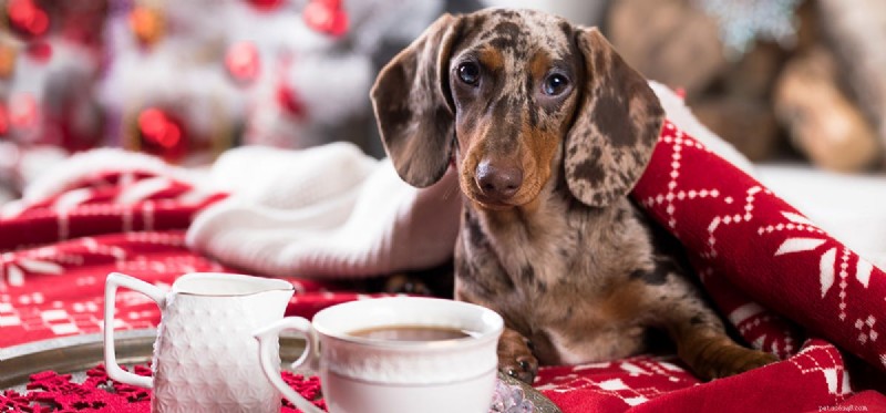 Can Dogs Pretend to Be Sad? Decoding Their True Emotions