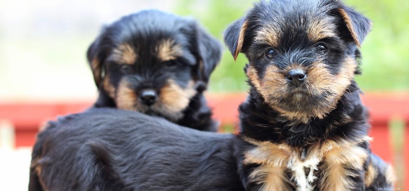 Can Dogs Pretend to Be Sad? Decoding Their True Emotions