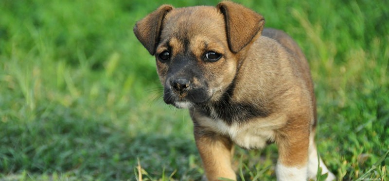 Can Dogs Pretend to Be Sad? Decoding Their True Emotions