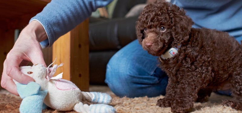 Do Dogs Truly Experience Embarrassment? Decoding Canine Social Signals