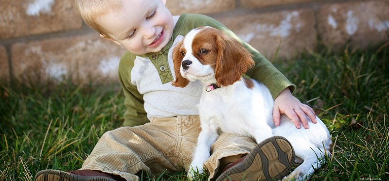 Do Dogs Truly Experience Embarrassment? Decoding Canine Social Signals