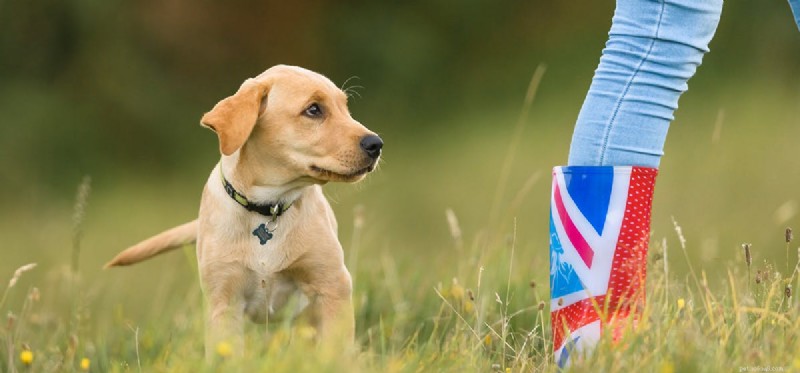 Do Dogs Truly Experience Embarrassment? Decoding Canine Social Signals