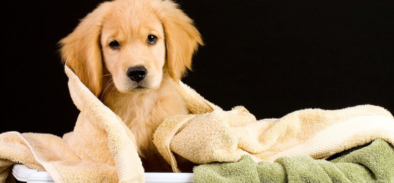 Do Dogs Truly Experience Embarrassment? Decoding Canine Social Signals