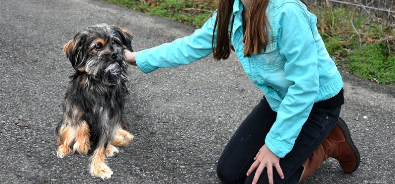 Do Dogs Pretend to Be Scared? Understanding Fear Signals in Canines