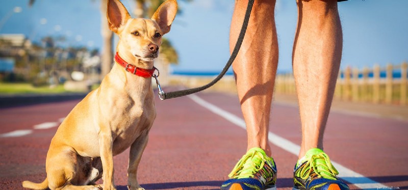 Do Dogs Pretend to Be Scared? Understanding Fear Signals in Canines