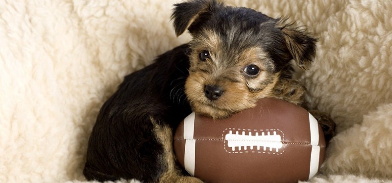 Do Dogs Really Fake Calmness? Understanding Their Behavior
