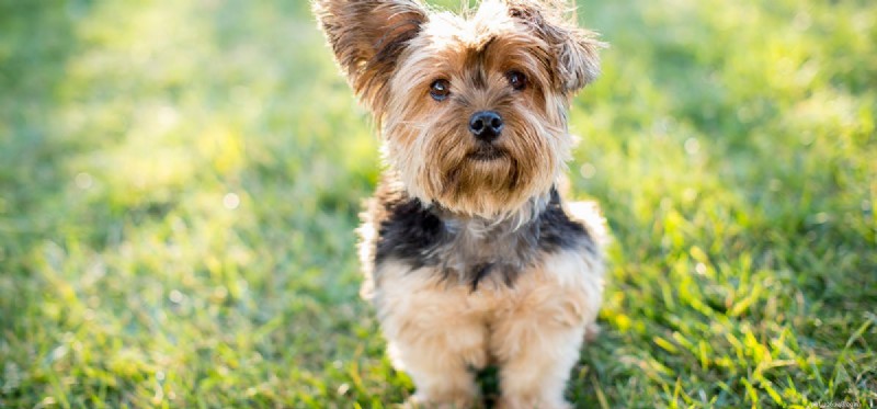 Do Dogs Really Fake Calmness? Understanding Their Behavior
