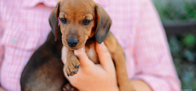 Do Dogs Really Fake Calmness? Understanding Their Behavior