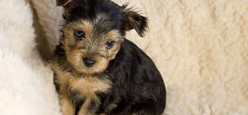 Do Dogs Really Fake Calmness? Understanding Their Behavior