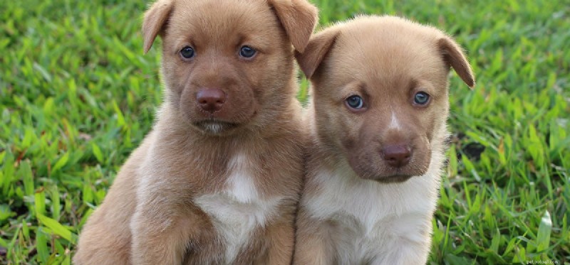Do Dogs Experience Love? Understanding Canine Affection