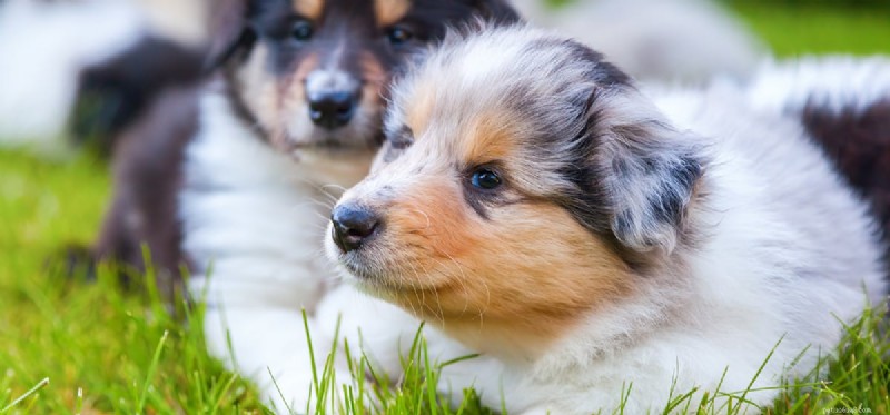 Do Dogs Experience Love? Understanding Canine Affection