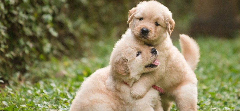 Do Dogs Experience Love? Understanding Canine Affection