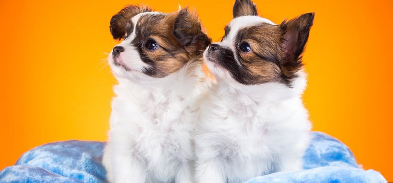 Do Dogs Experience Love? Understanding Canine Affection