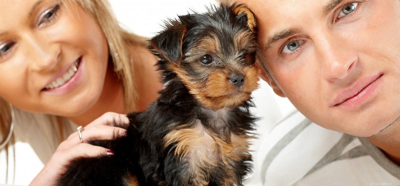Do Dogs Truly Experience Affection? Unveiling Their Emotional Depth