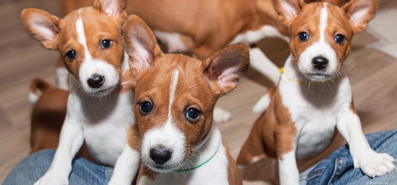 Do Dogs Experience Alienation? Understanding Their Emotional Needs