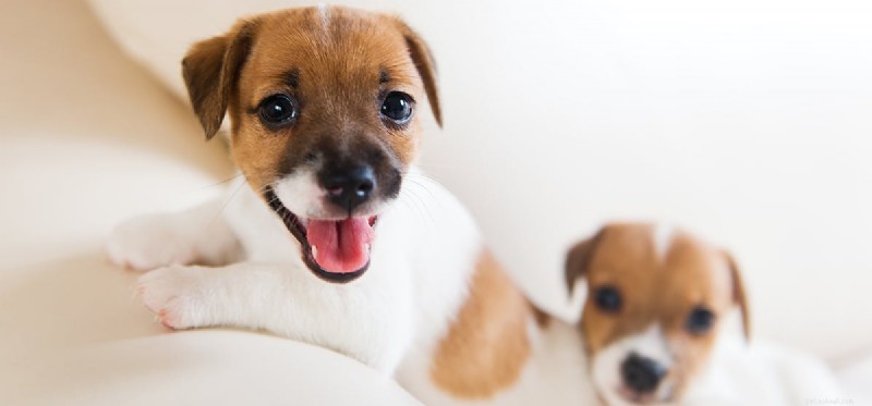 Do Dogs Experience Alienation? Understanding Their Emotional Needs