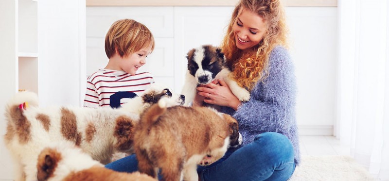 Do Dogs Experience Alienation? Understanding Their Emotional Needs