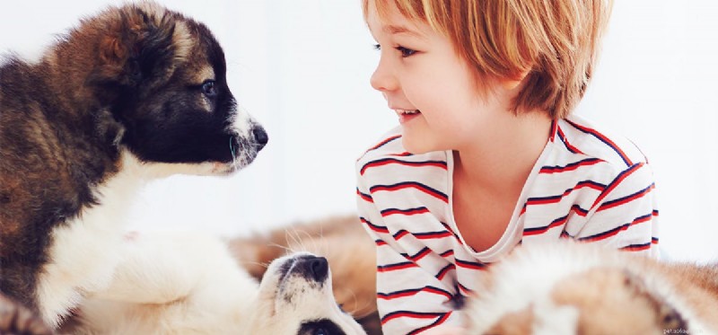 Do Dogs Experience Alienation? Understanding Their Emotional Needs