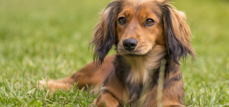 Do Dogs Experience Annoyance? Understanding Canine Emotions