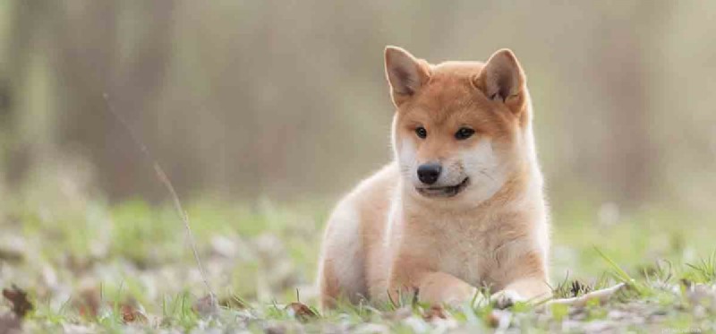 Do Dogs Experience Annoyance? Understanding Canine Emotions