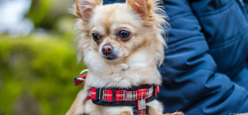 Do Dogs Experience Annoyance? Understanding Canine Emotions