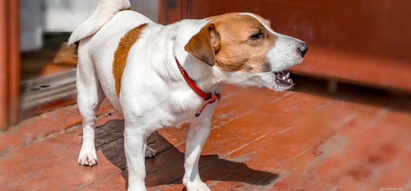 Do Dogs Experience Annoyance? Understanding Canine Emotions