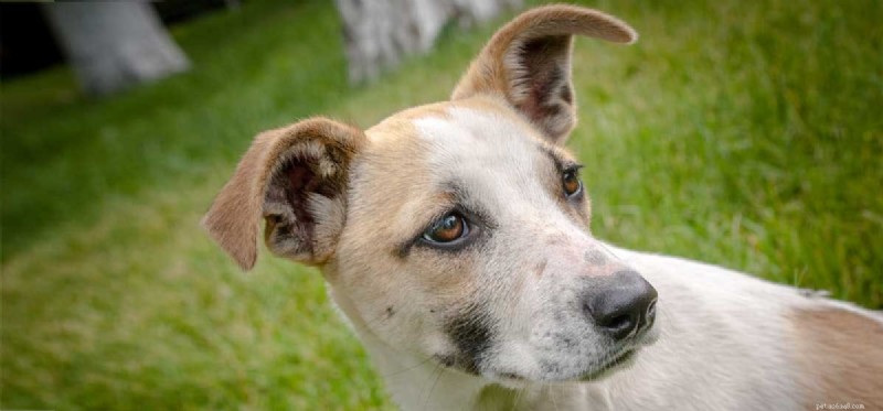 Do Dogs Experience Anxiety? Understanding Signs & Solutions