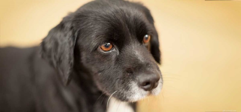 Do Dogs Experience Anxiety? Understanding Signs & Solutions