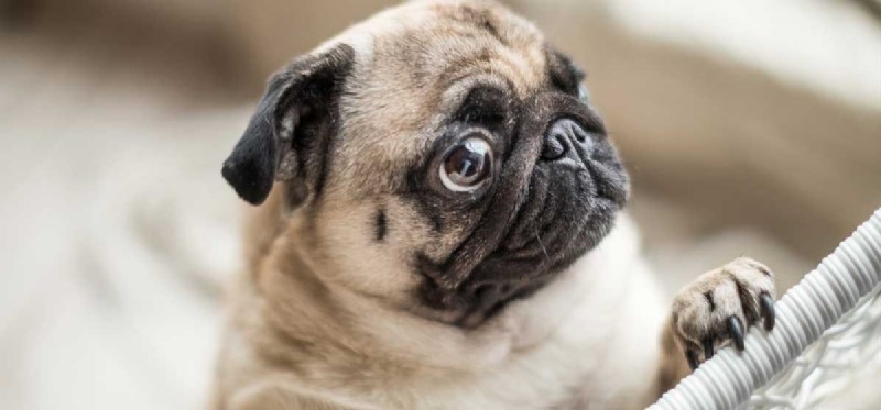 Do Dogs Experience Anxiety? Understanding Signs & Solutions